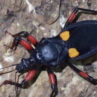 US Invertebrate Classified