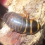 Roach care, breeding, discussion