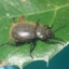 US Invertebrate