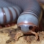 USInvertebrate