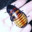 Roachqueen